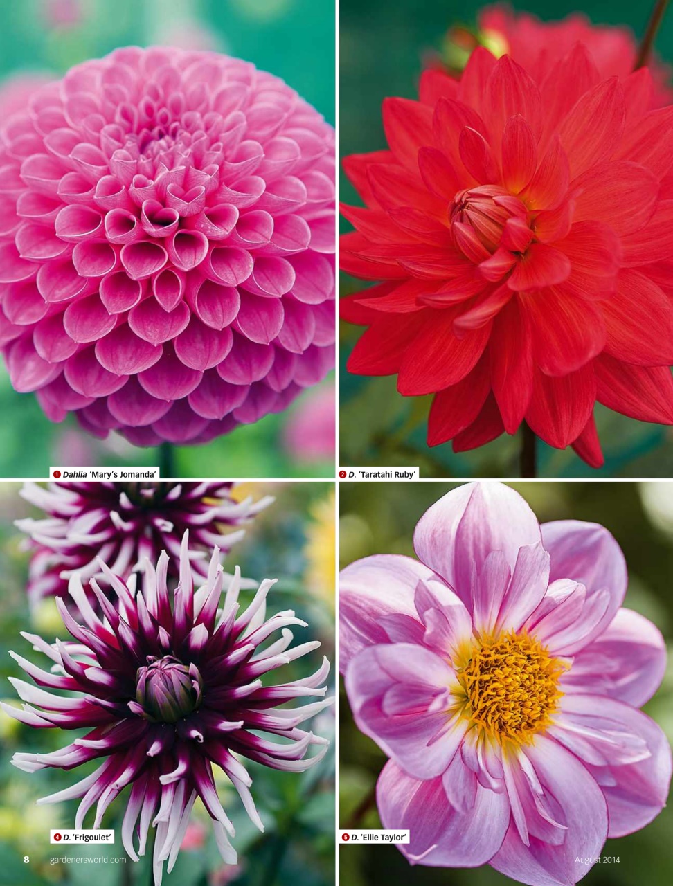 BBC Gardeners’ World Magazine Preview Pages