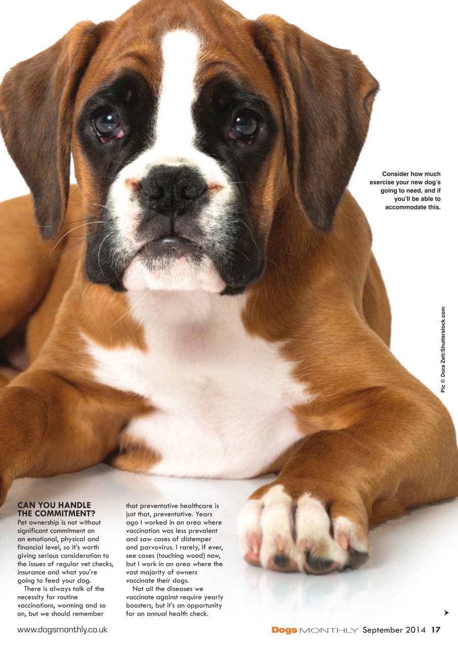 Dogs Monthly Preview Pages