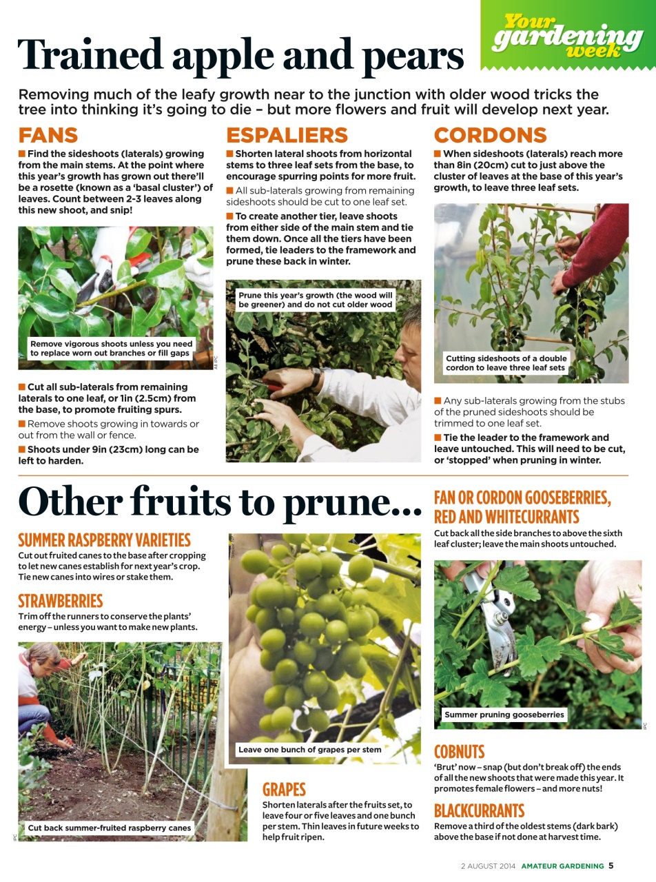 Amateur Gardening Preview Pages