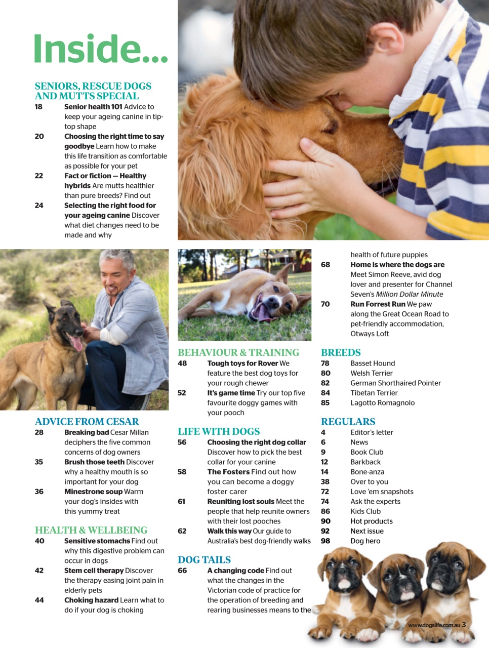 Dogs Life Preview Pages