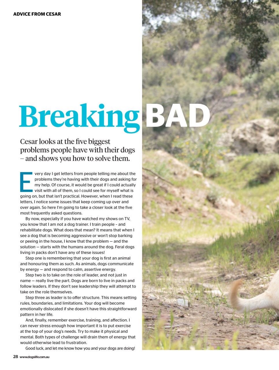 Dogs Life Preview Pages