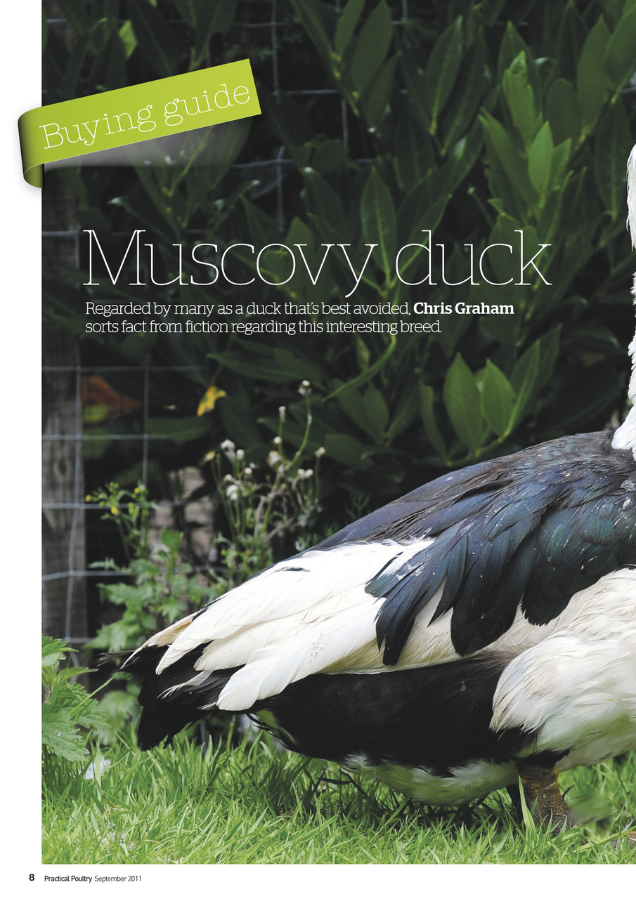 Practical Poultry Preview Pages