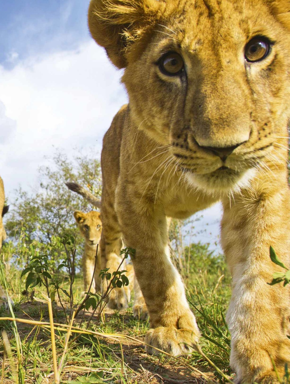 BBC Wildlife Magazine Preview Pages