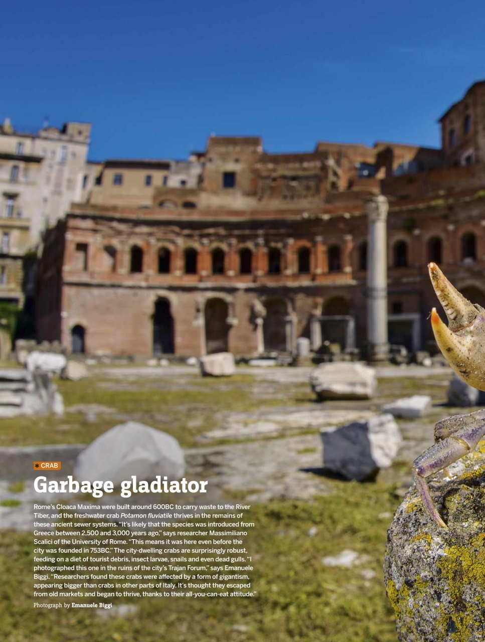 BBC Wildlife Magazine Preview Pages