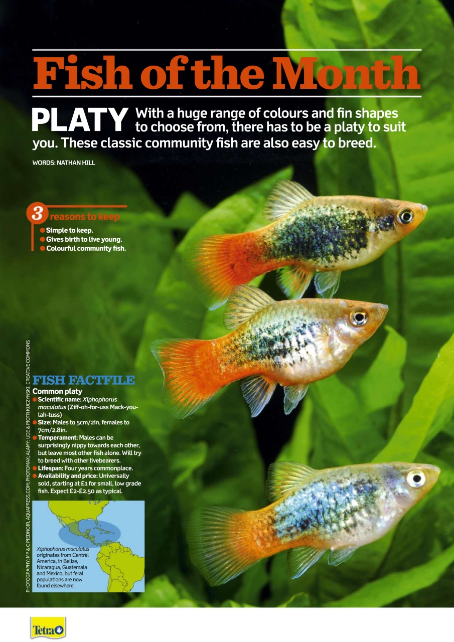 Practical Fishkeeping Preview Pages