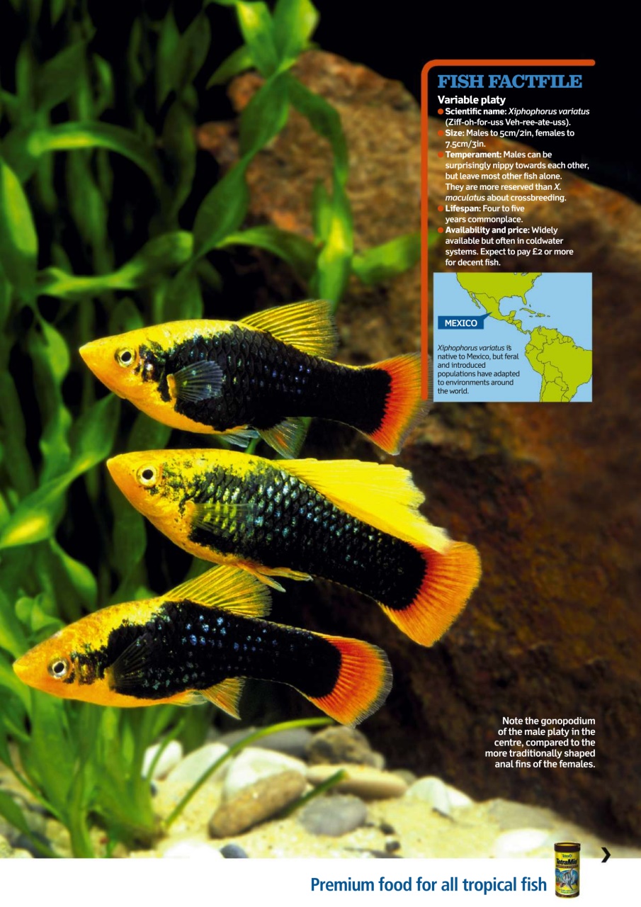 Practical Fishkeeping Preview Pages