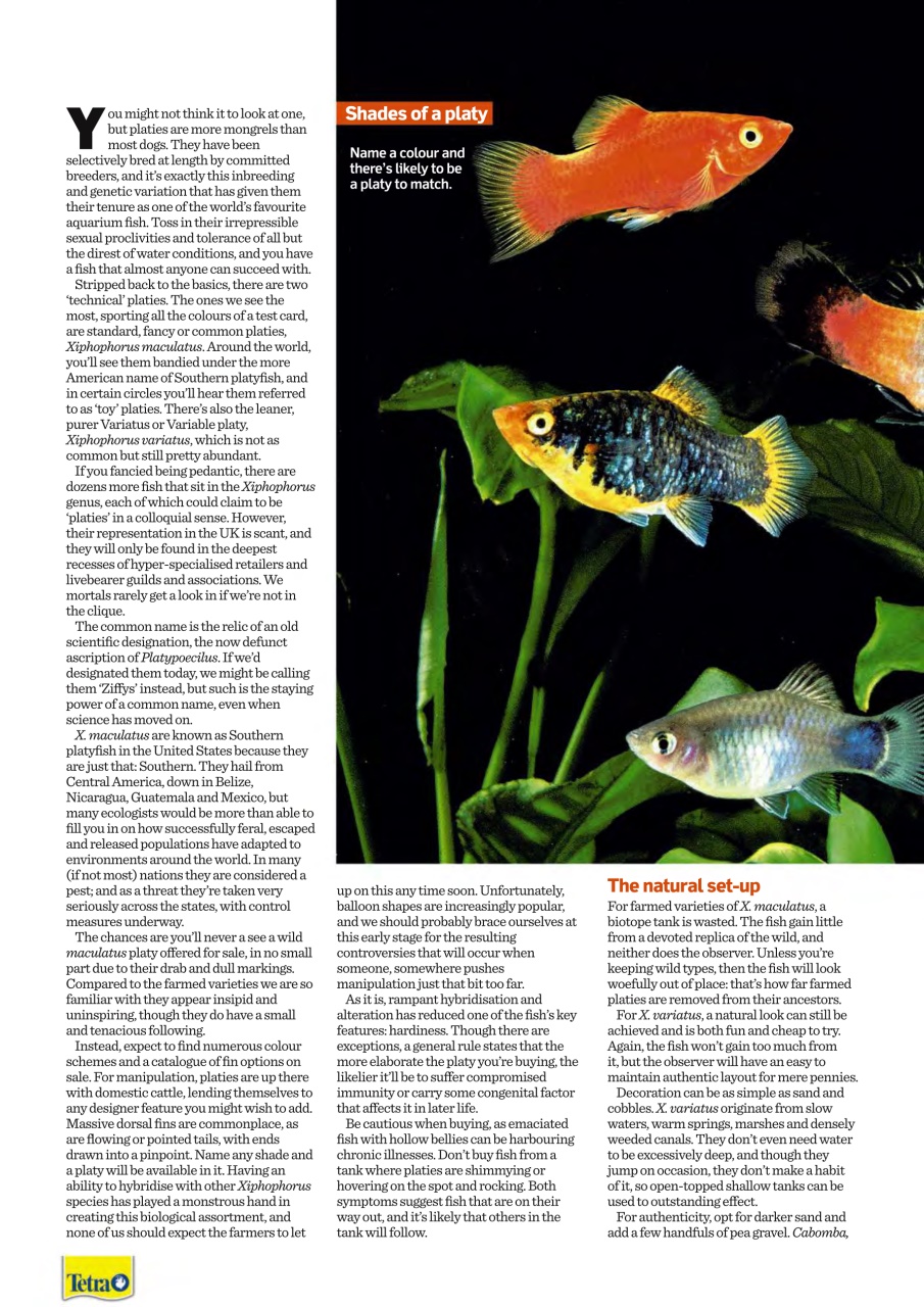Practical Fishkeeping Preview Pages