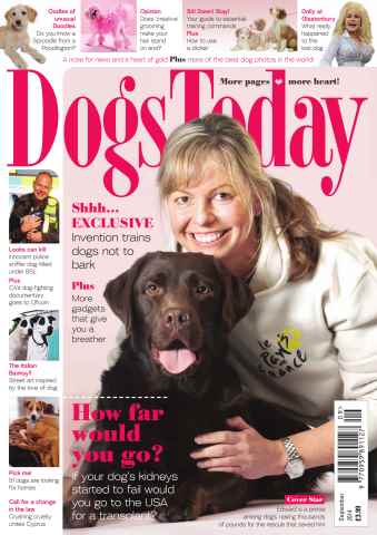Dogs Today Magazine issue September 2014