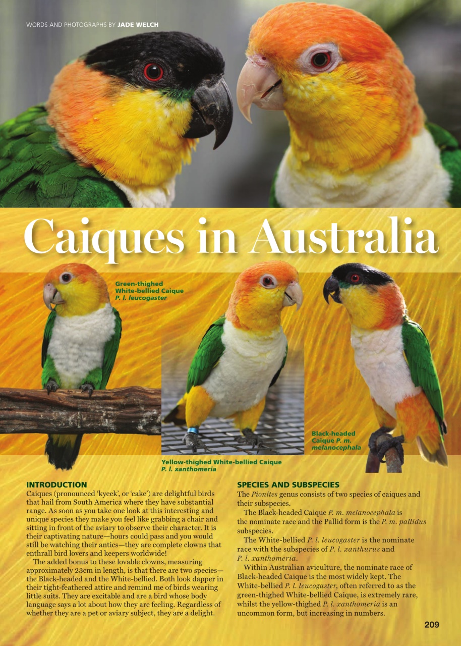 Australian Birdkeeper Magazine Preview Pages