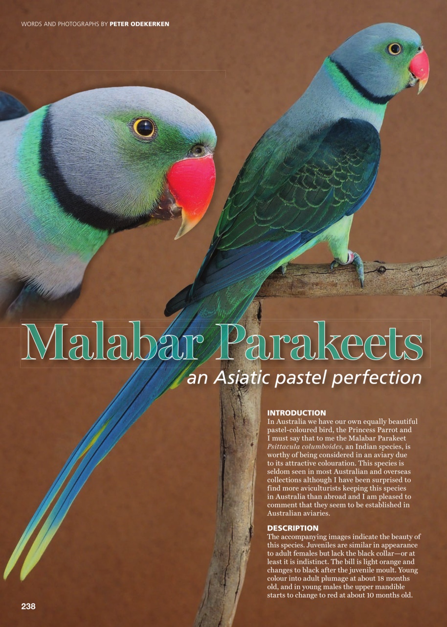 Australian Birdkeeper Magazine Preview Pages