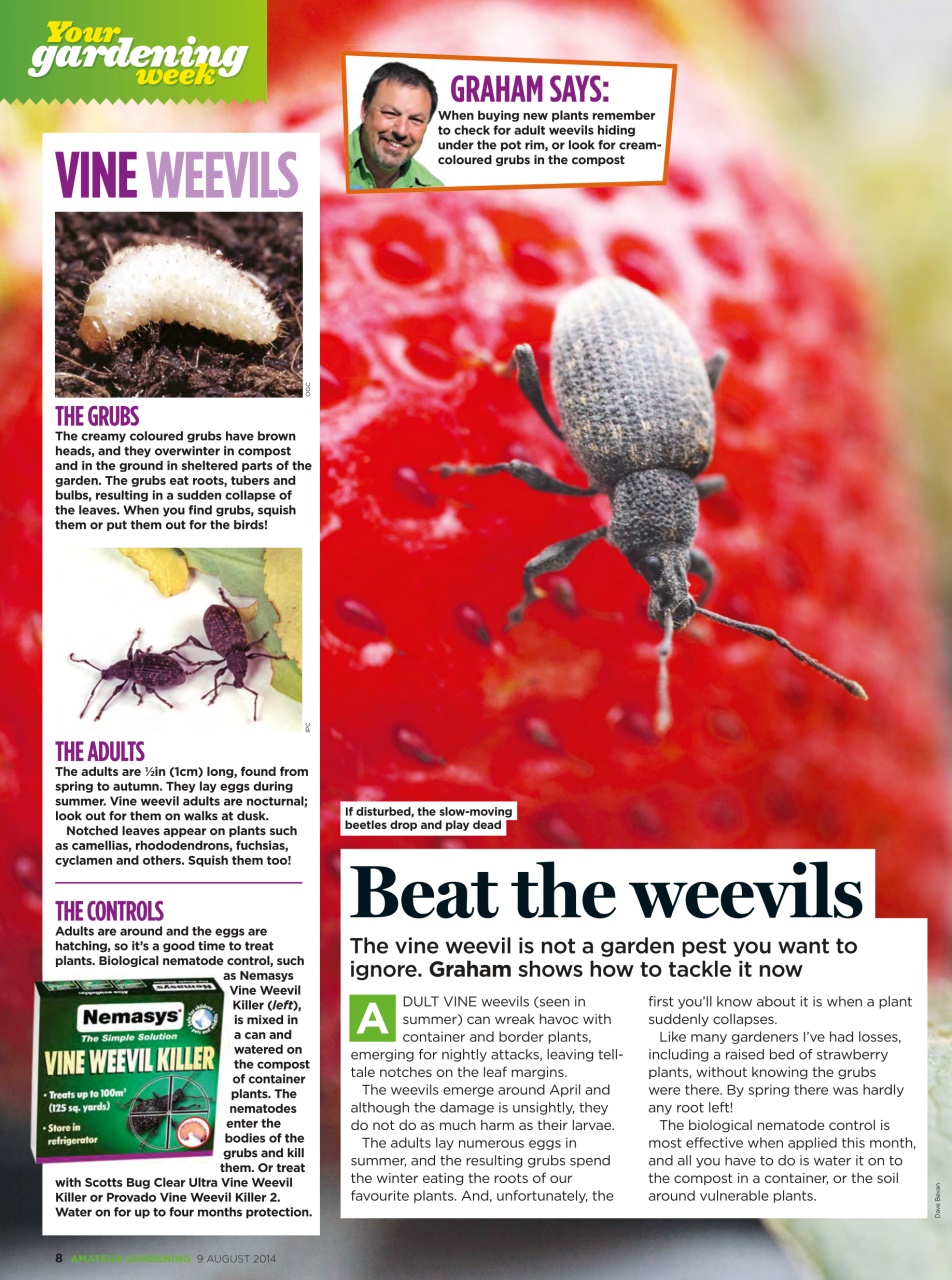 Amateur Gardening Preview Pages