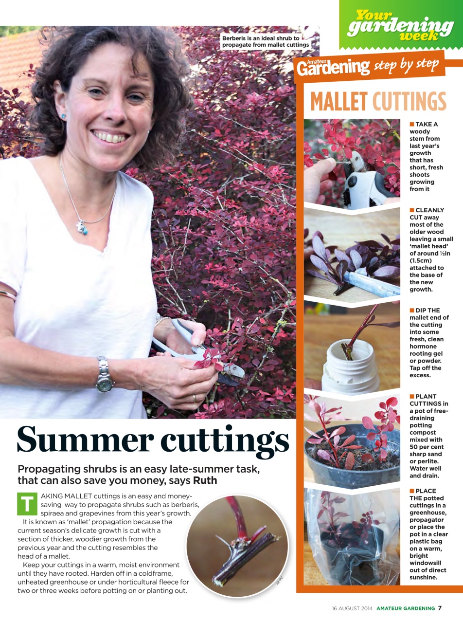 Amateur Gardening Preview Pages