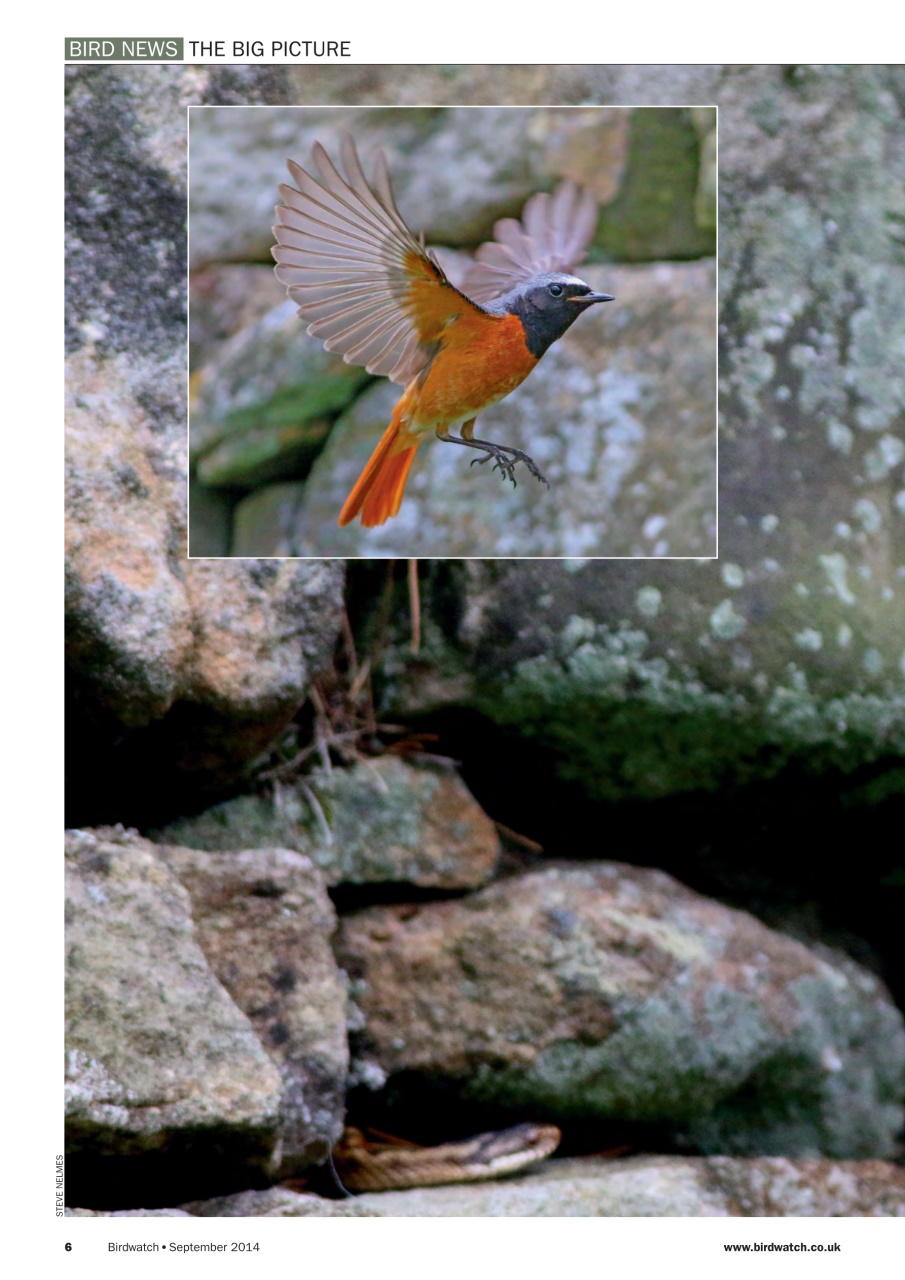 Birdwatch Magazine Preview Pages