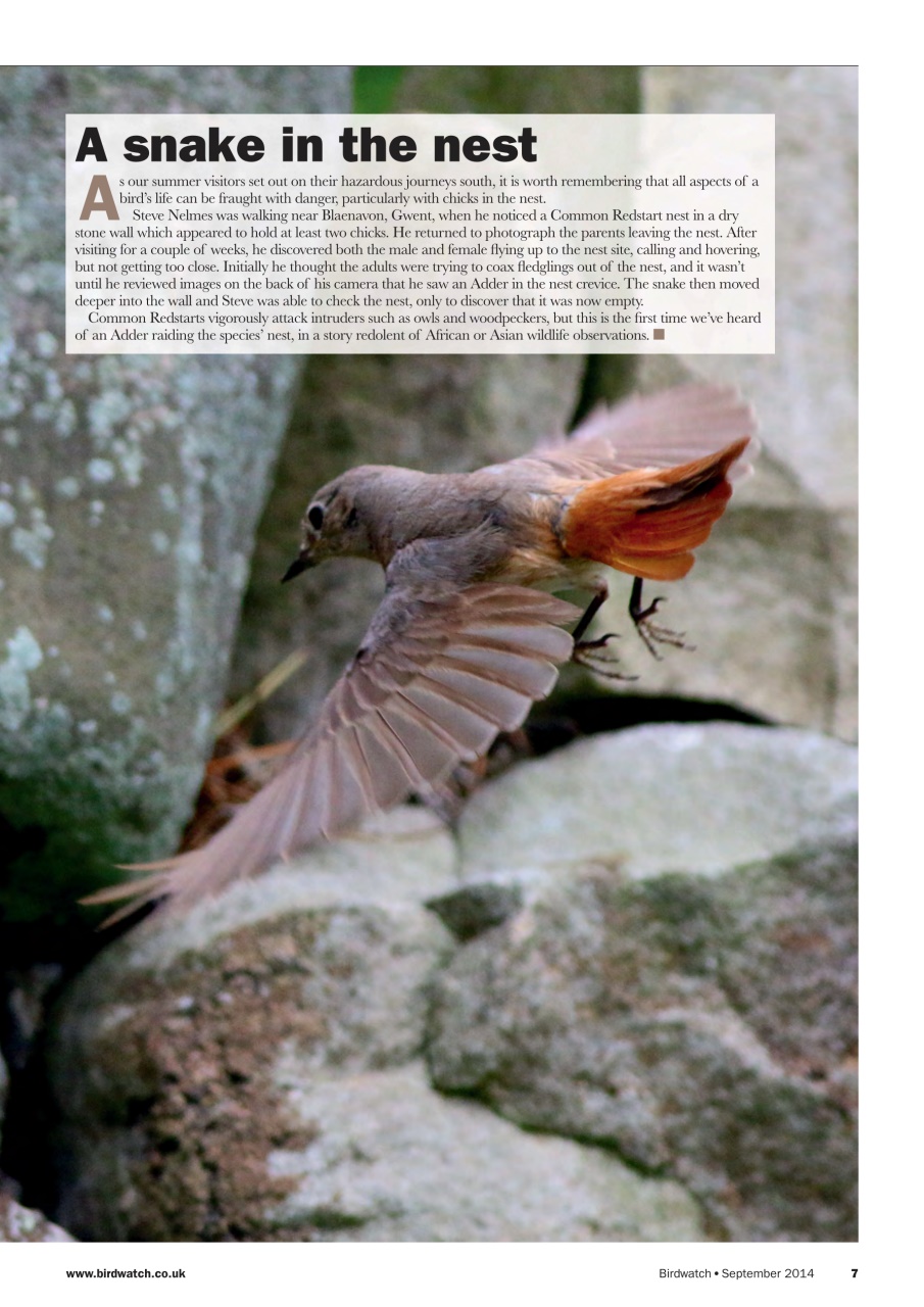 Birdwatch Magazine Preview Pages