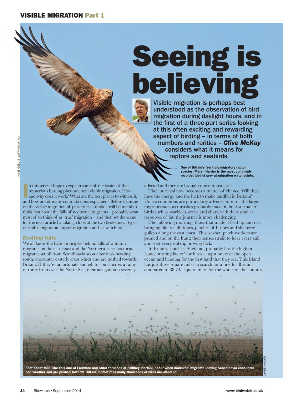 Birdwatch Magazine Preview Pages