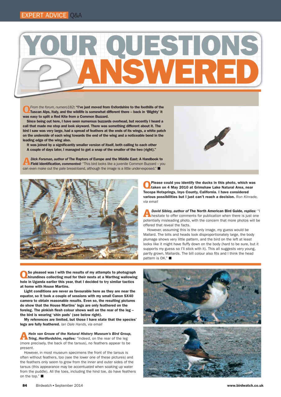Birdwatch Magazine Preview Pages