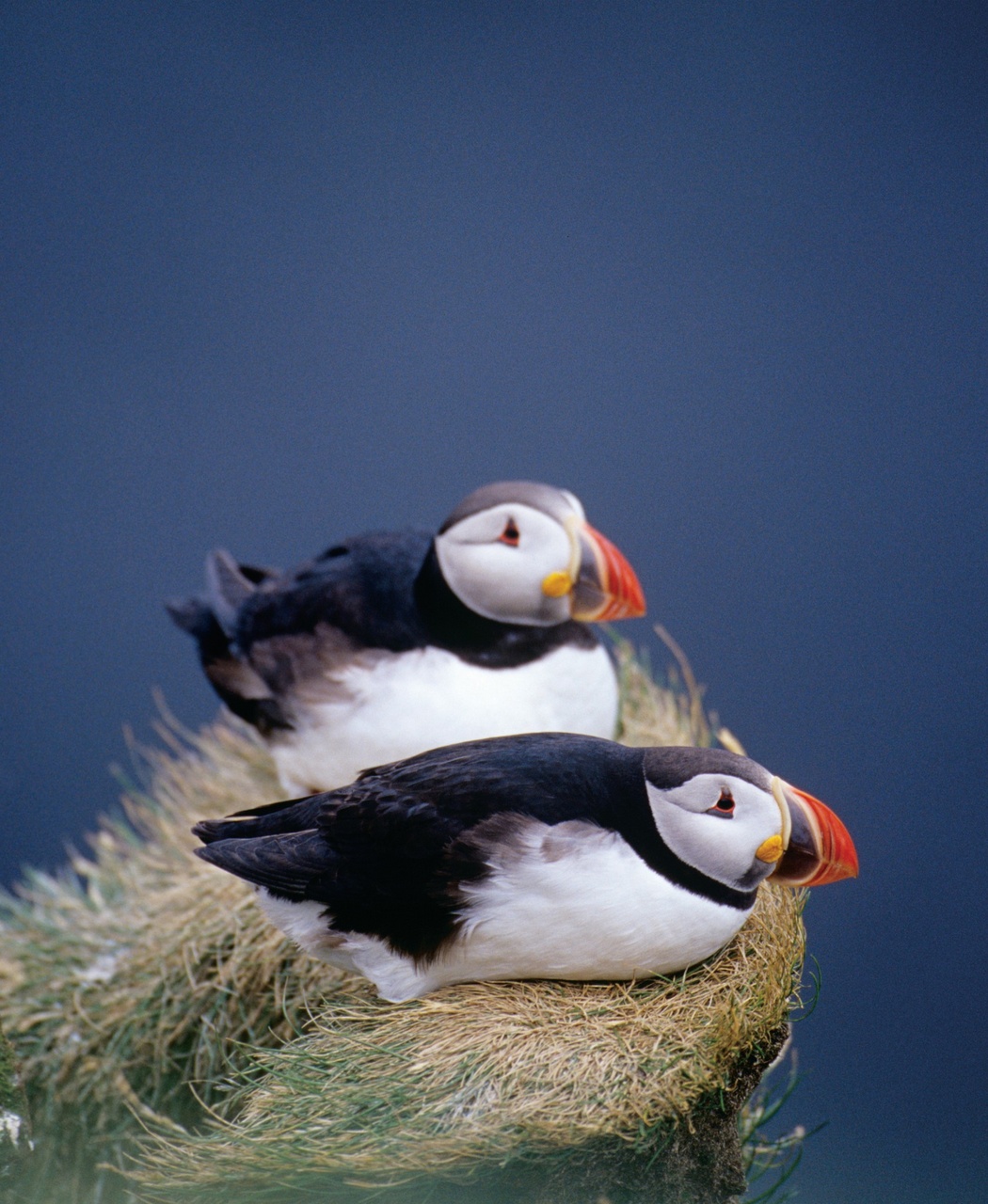 Wildlife Monographs Preview Pages