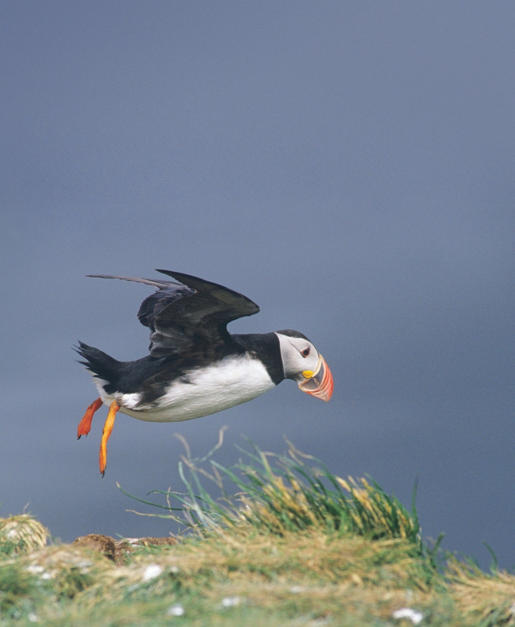 Wildlife Monographs Preview Pages