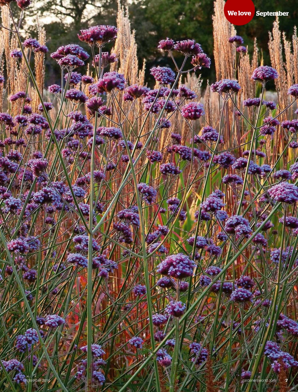 BBC Gardeners’ World Magazine Preview Pages