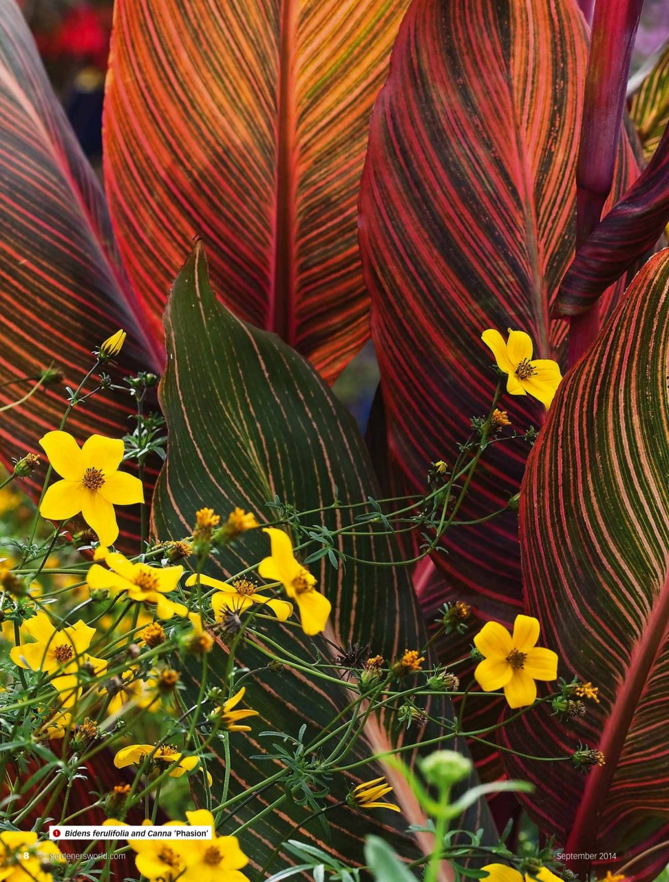 BBC Gardeners’ World Magazine Preview Pages