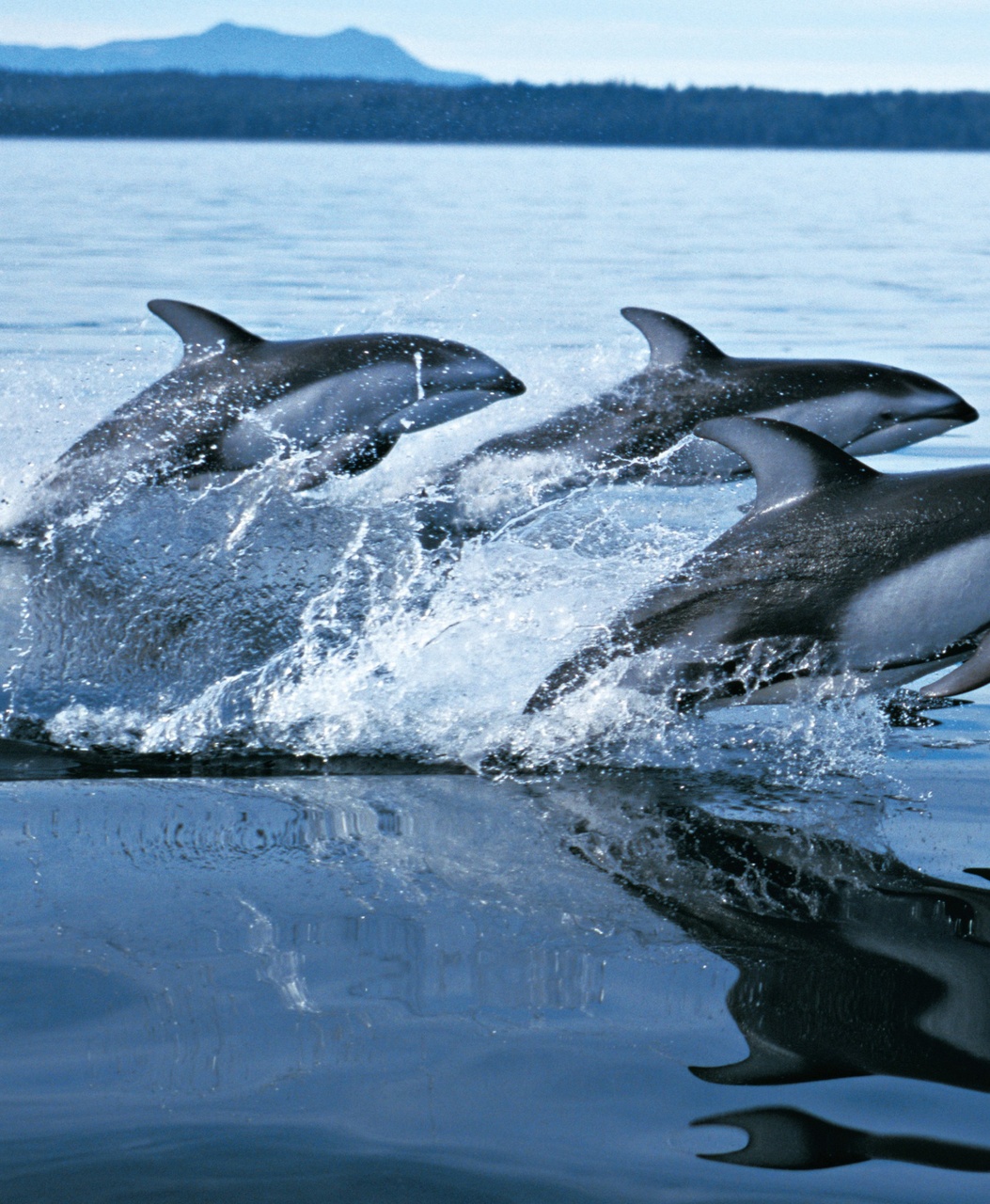 Wildlife Monographs Preview Pages