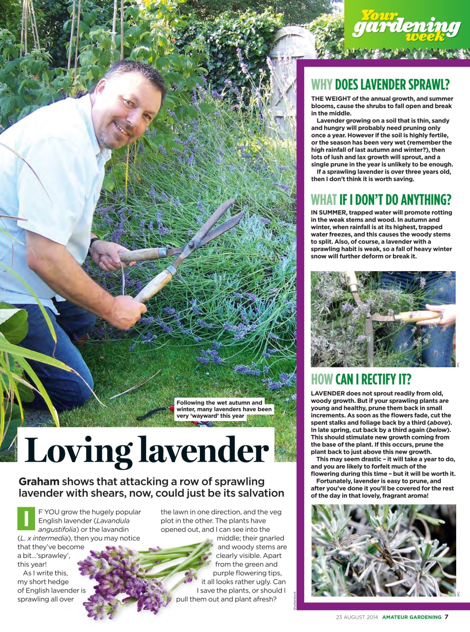 Amateur Gardening Preview Pages