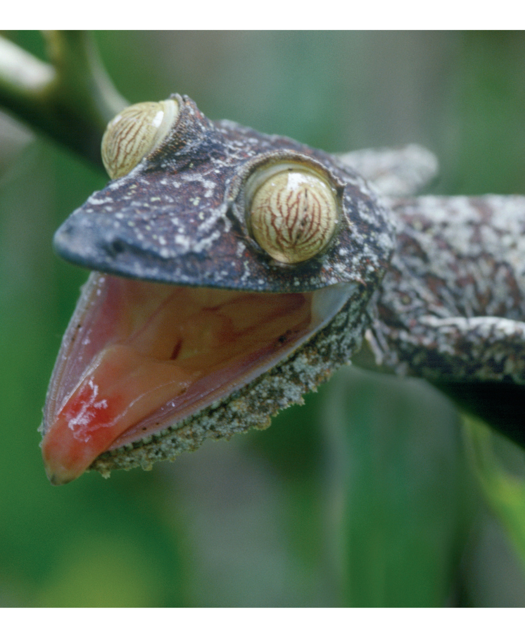 Wildlife Monographs Preview Pages