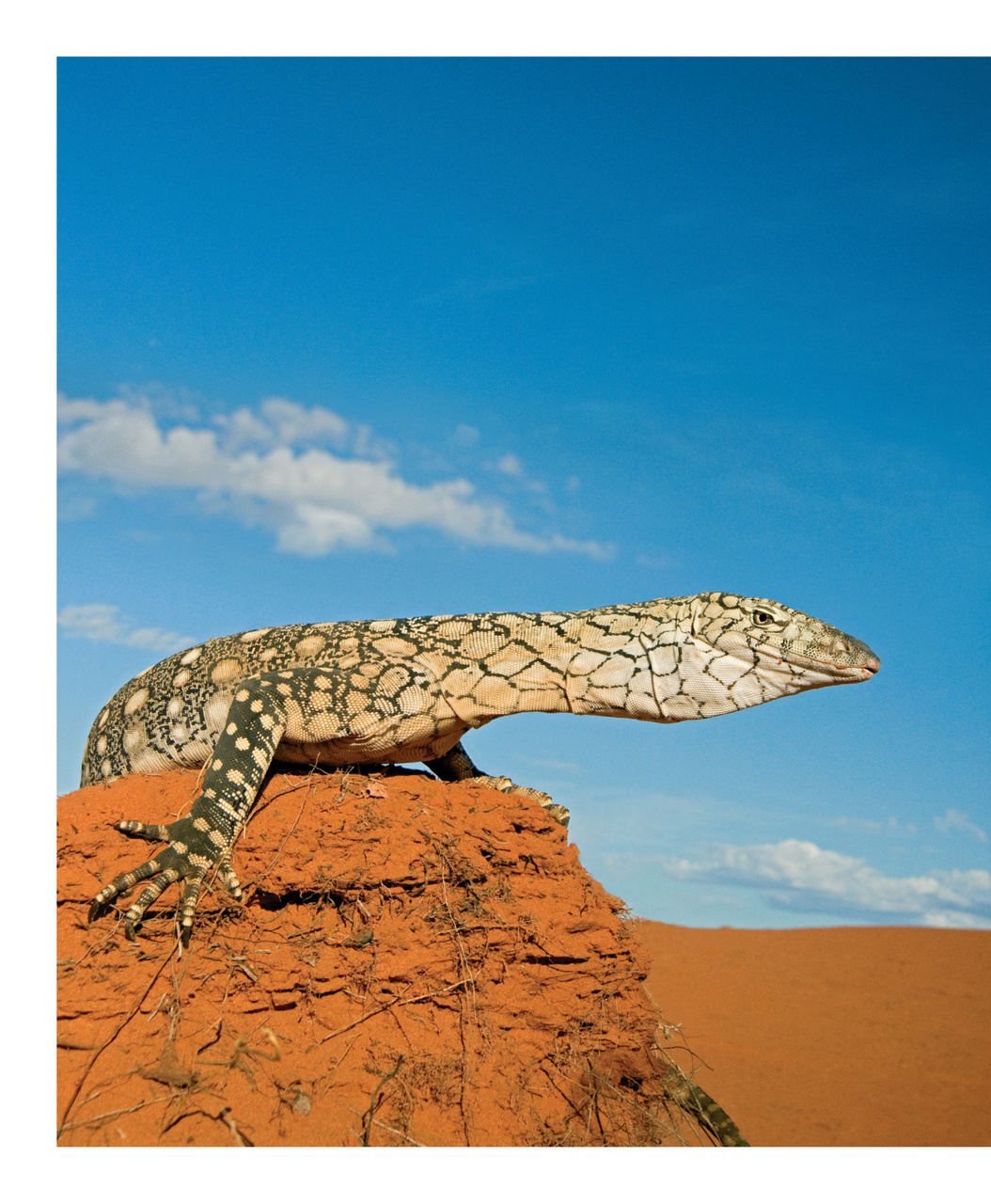 Wildlife Monographs Preview Pages