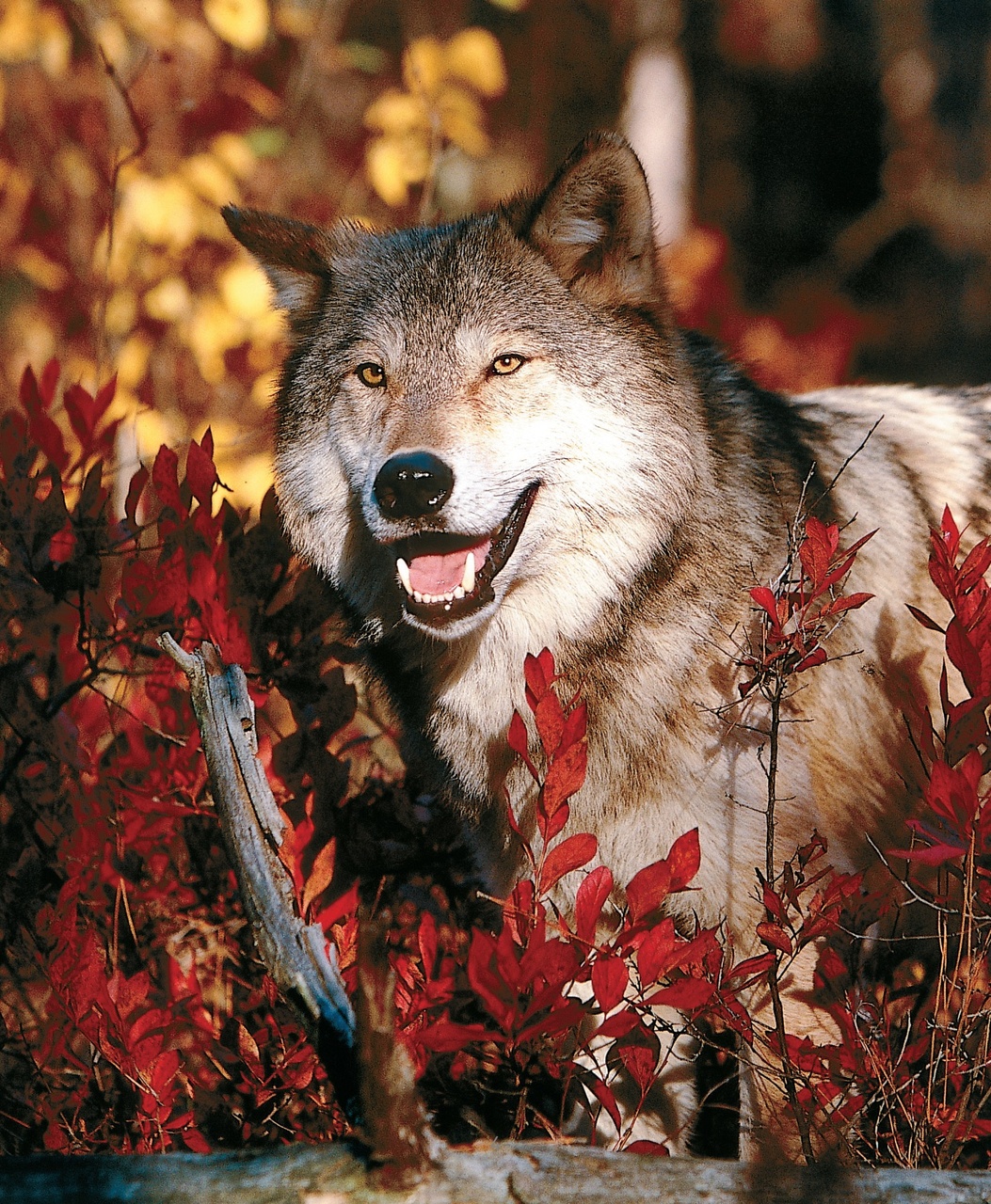 Wildlife Monographs Preview Pages