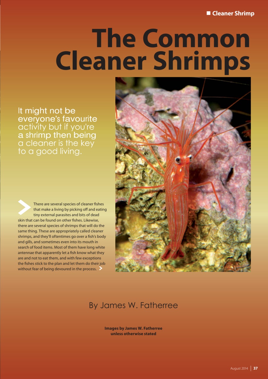 UltraMarine Magazine Preview Pages