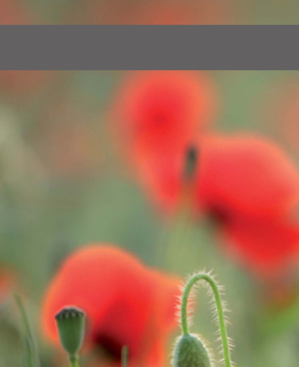 Outdoor Photography Preview Pages