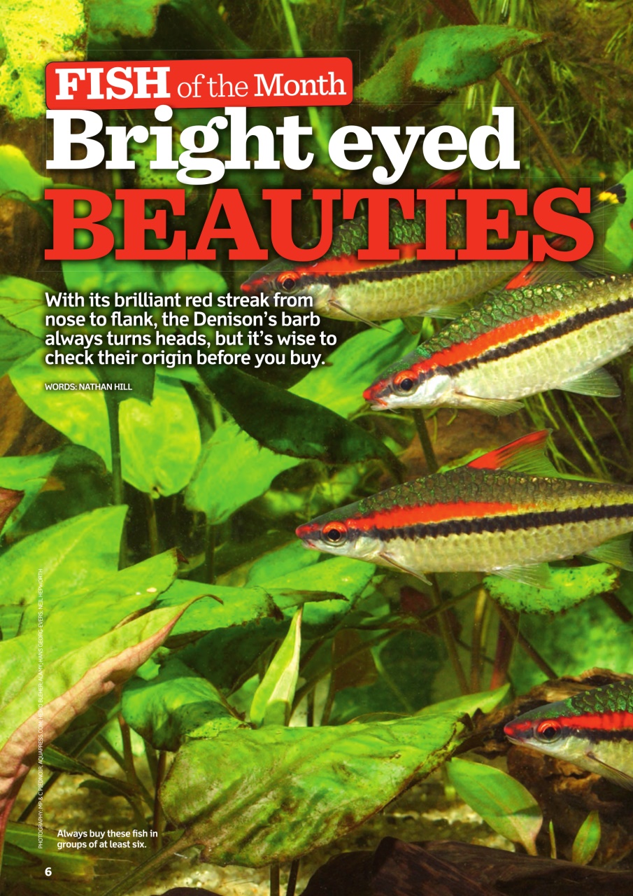 Practical Fishkeeping Preview Pages