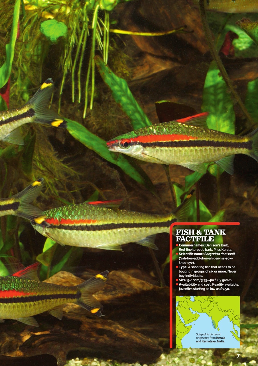 Practical Fishkeeping Preview Pages