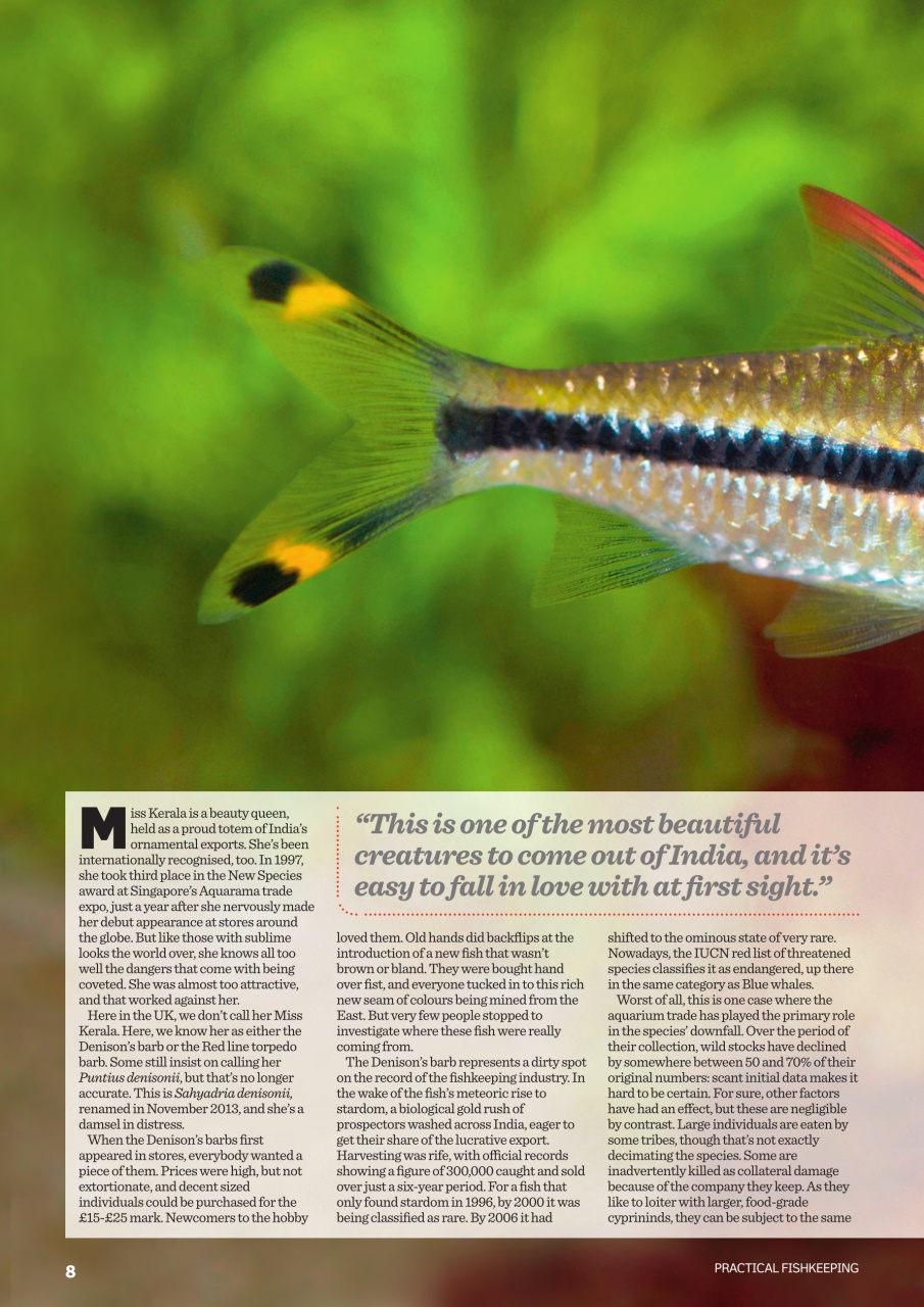 Practical Fishkeeping Preview Pages