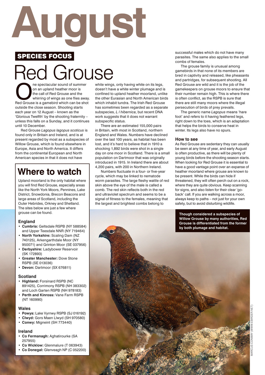 Birdwatch Magazine Preview Pages