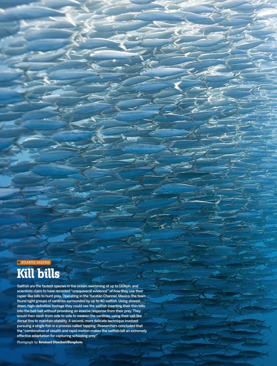 BBC Wildlife Magazine Preview Pages