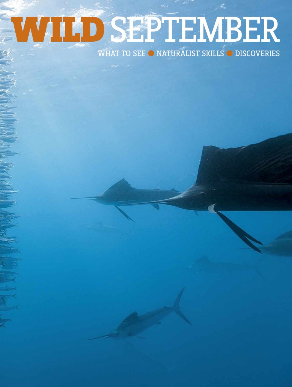 BBC Wildlife Magazine Preview Pages