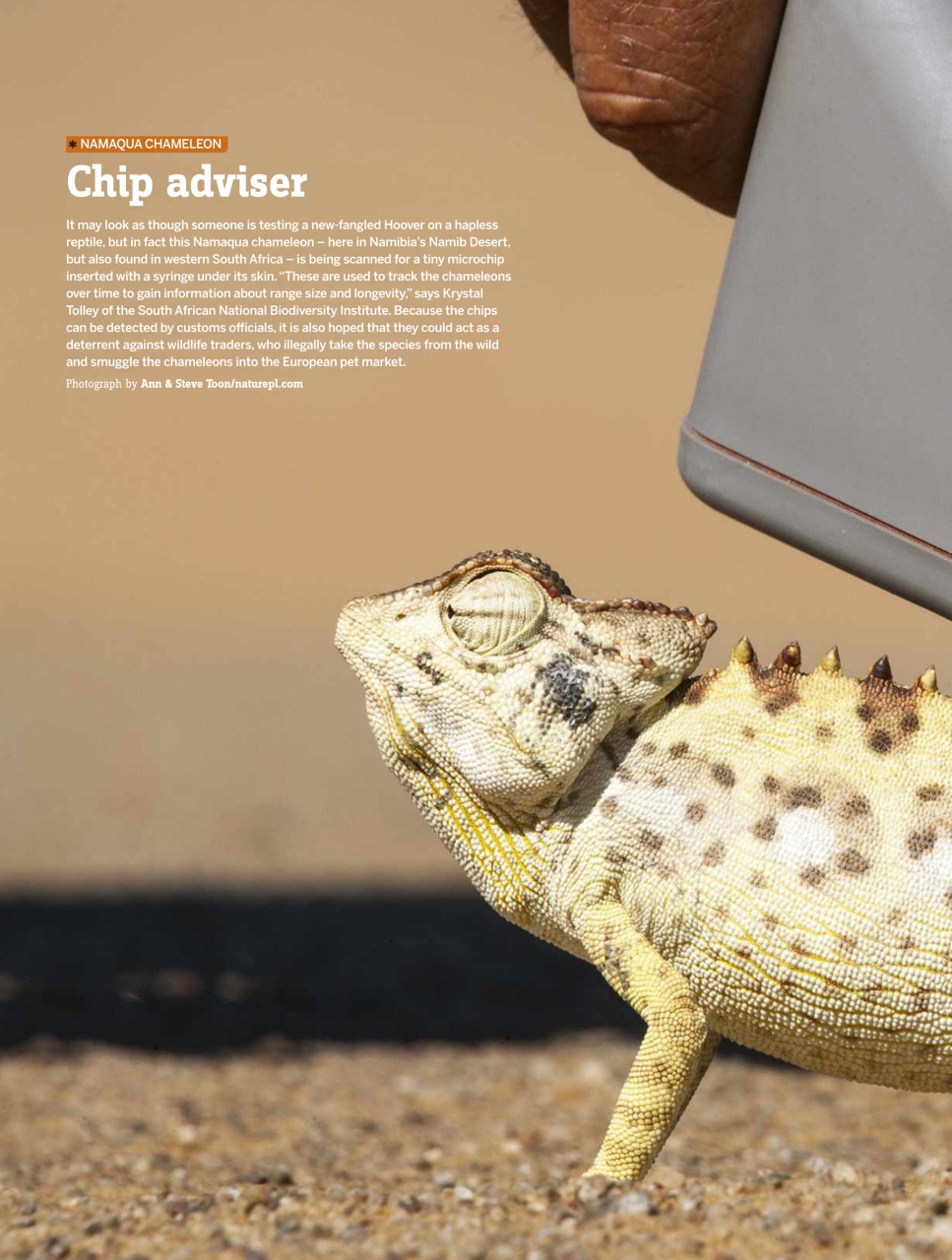 BBC Wildlife Magazine Preview Pages