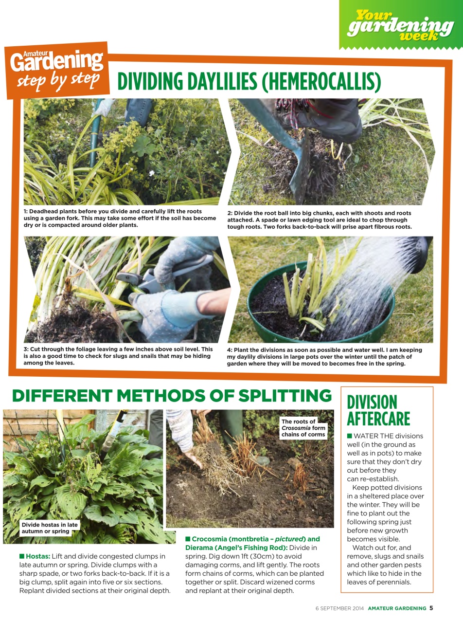 Amateur Gardening Preview Pages
