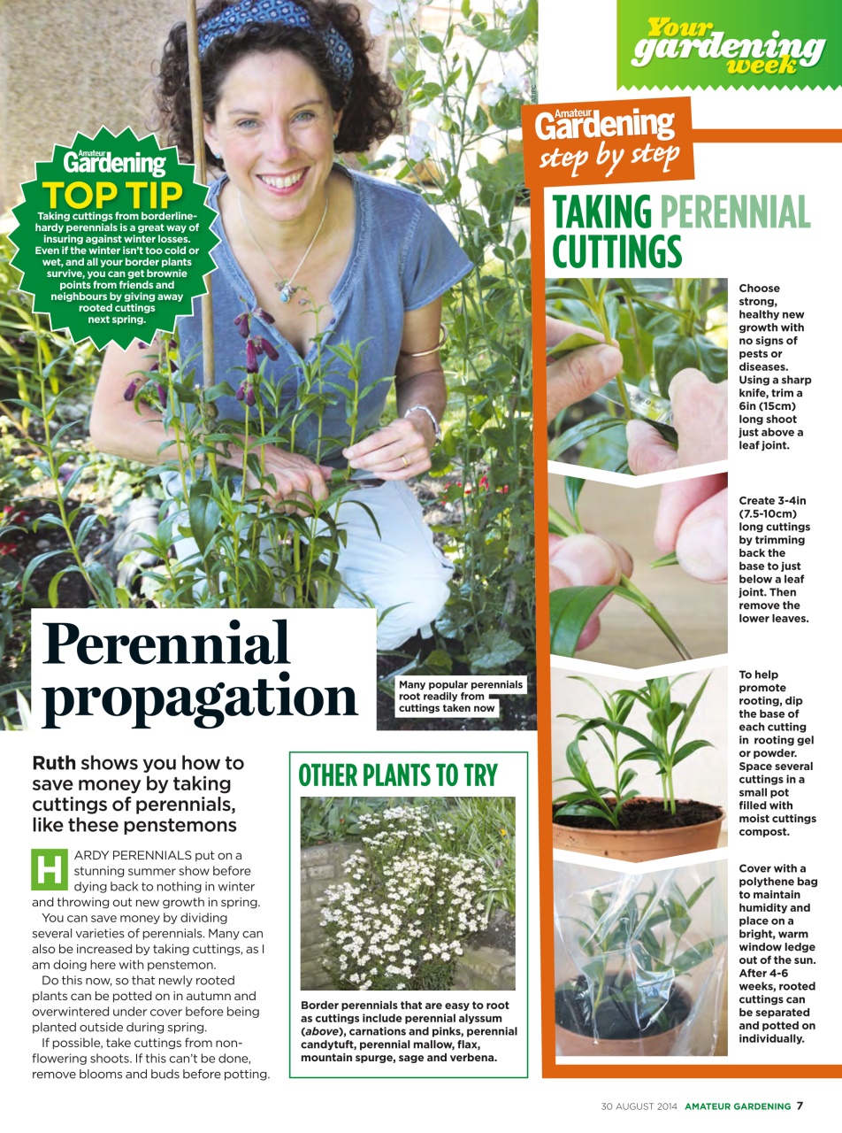 Amateur Gardening Preview Pages