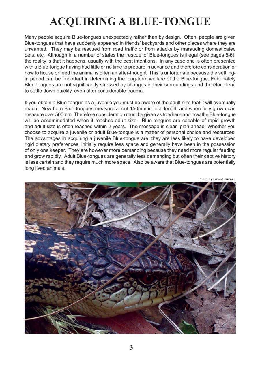 Reptile Publications Preview Pages