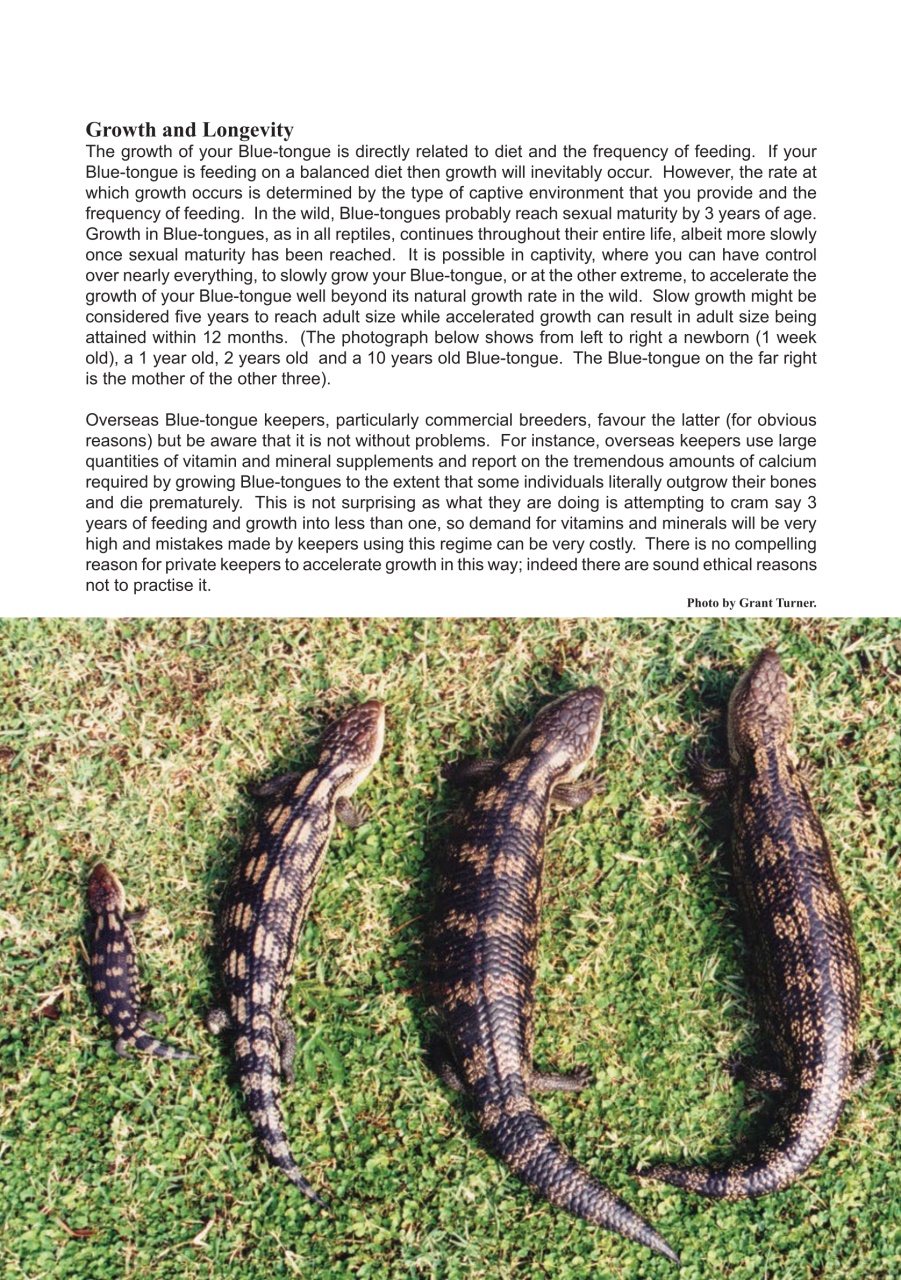 Reptile Publications Preview Pages