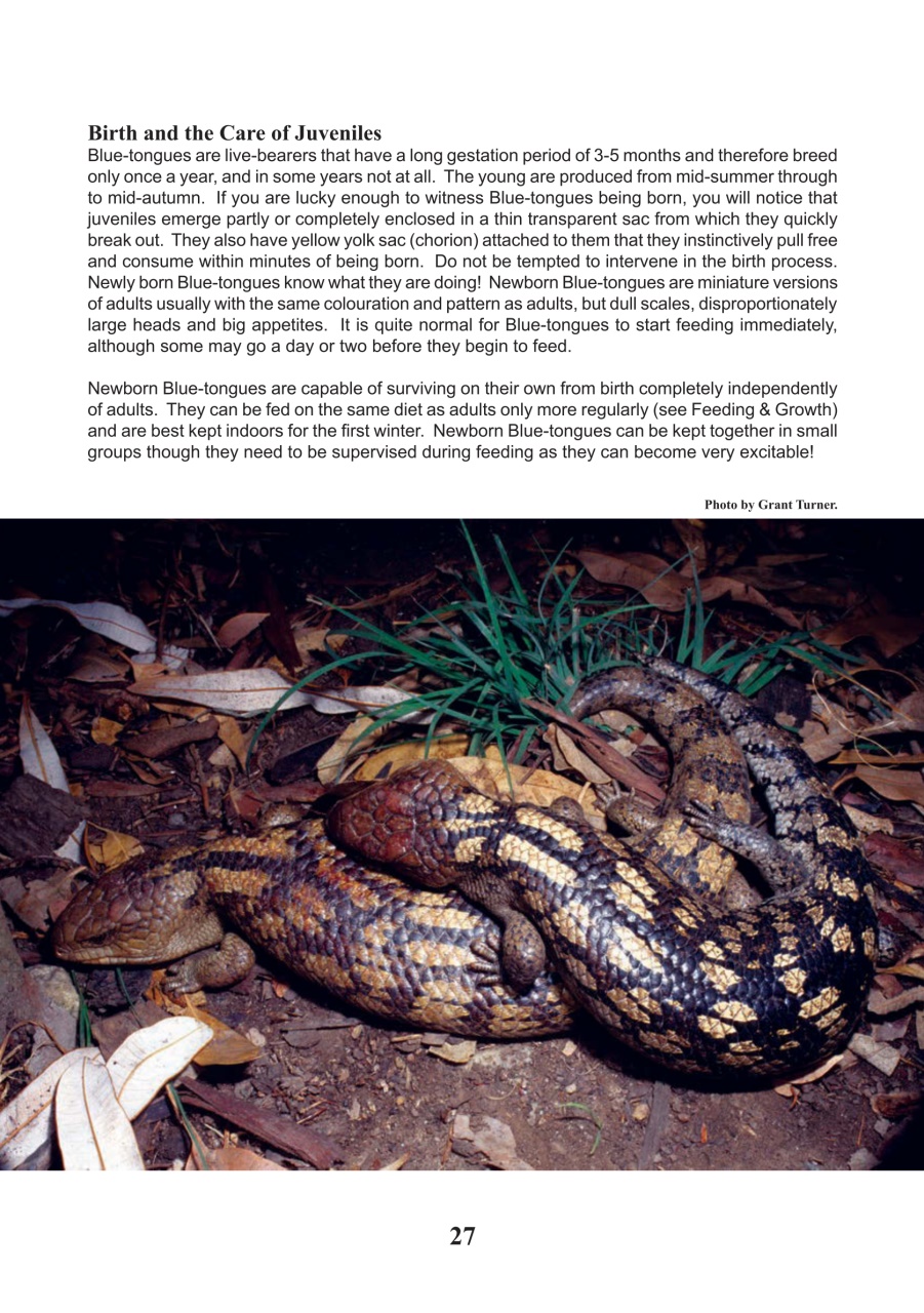 Reptile Publications Preview Pages