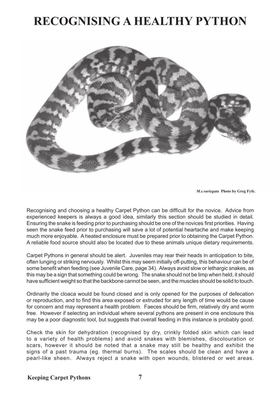 Reptile Publications Preview Pages