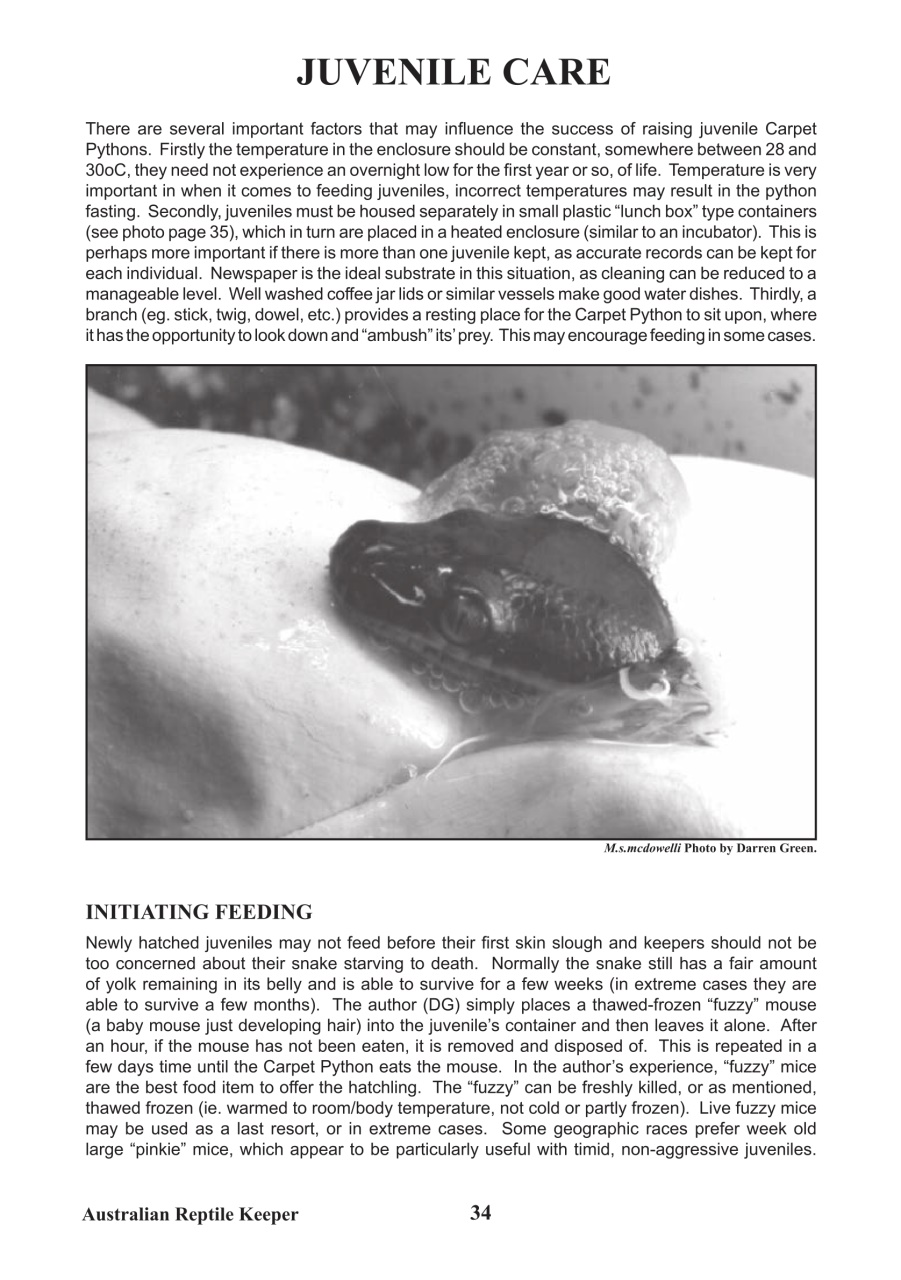Reptile Publications Preview Pages