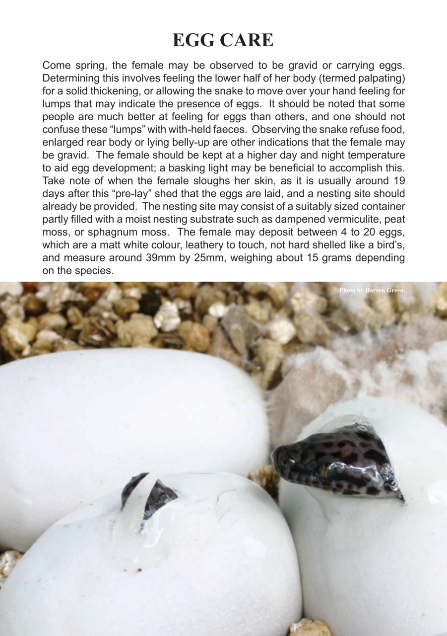 Reptile Publications Preview Pages