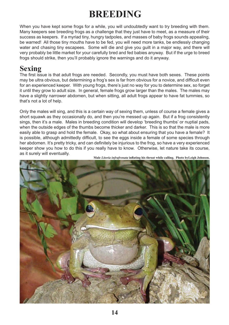 Reptile Publications Preview Pages