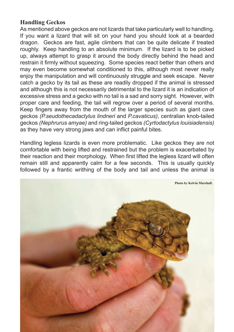 Reptile Publications Preview Pages