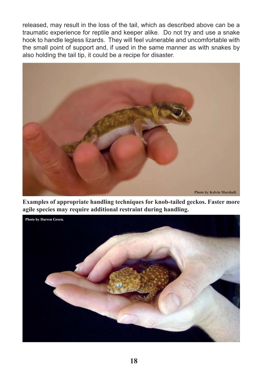 Reptile Publications Preview Pages