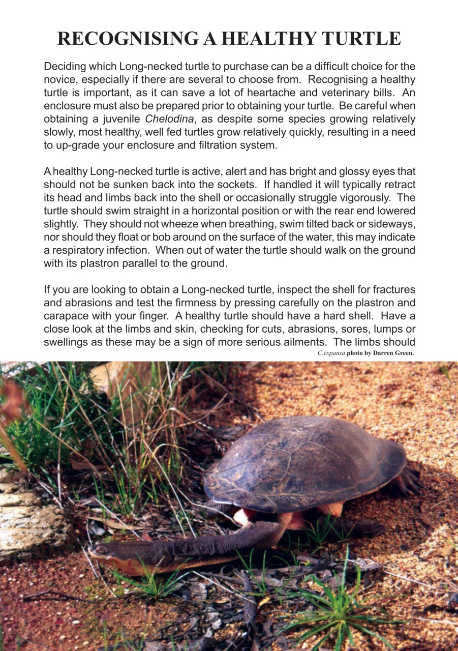 Reptile Publications Preview Pages